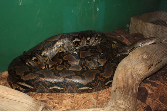 Jungle Island - Miami FL