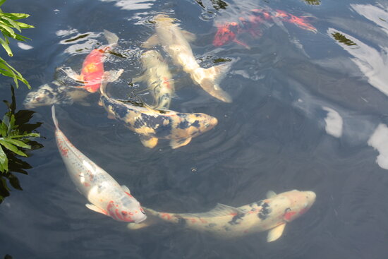 Jungle Island - Miami FL