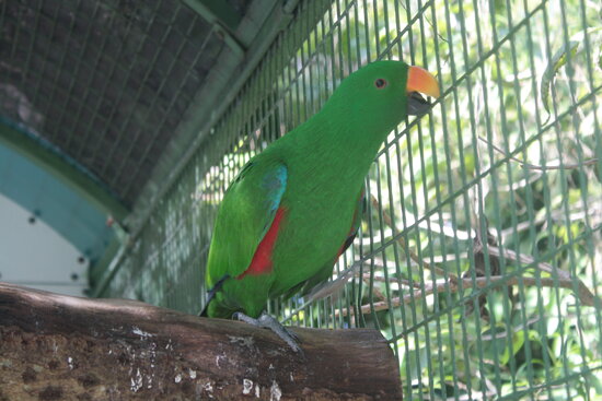 Jungle Island - Miami FL