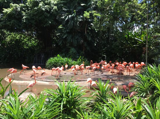 Jurong Bird Park