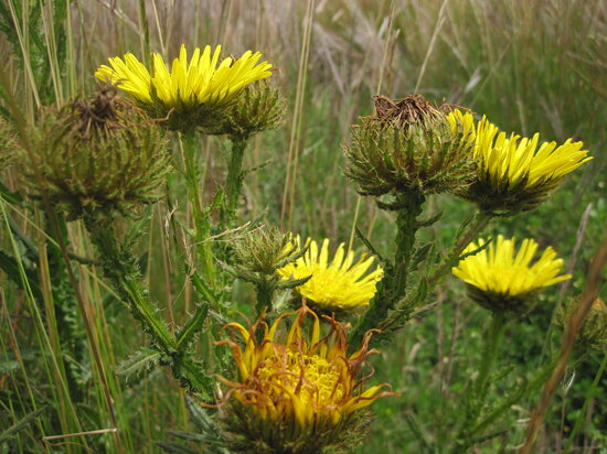 Kitulo National Park Tanzania-170