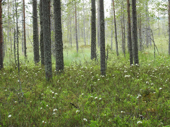 Pirhu Marsh in Koivusuo Strict Nature Reserve
