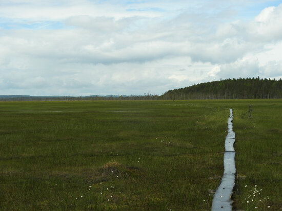 Pirhu Marsh in Koivusuo Strict Nature Reserve
