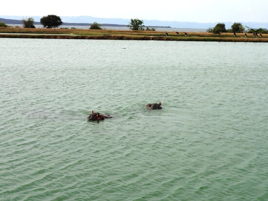 Hippos in the oxidation pond at the wastewater treatment ponds in Kariba
