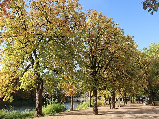 Łazienki Park