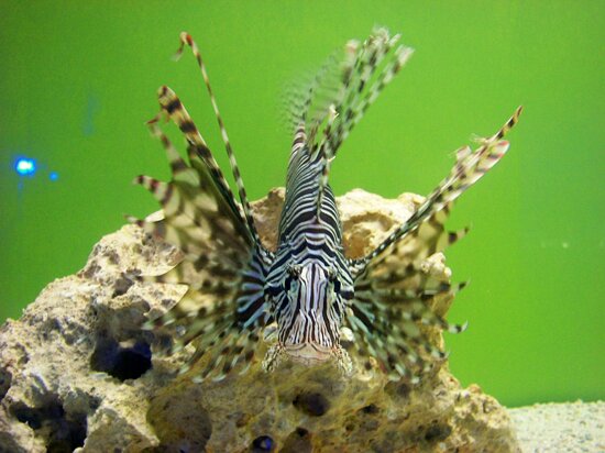 Mactan Island Aquarium