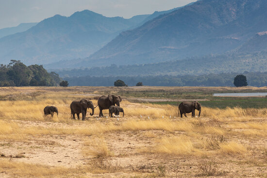 Elephants along the Zambezi river, Mana Pools National Park, Zimbabwe