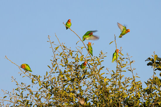 Lilian&#039;s lovebird (Agapornis lilianae), also known as Nyasa lovebird, Mana Pools National Park,
