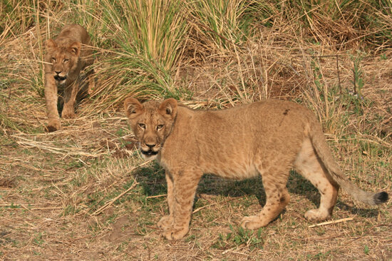 Mana Pools National Park - Zimbabwe