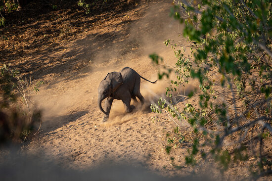Young elephant, Mana Pools National Park, Zimbabwe
