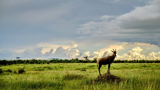 Welcome in the Mara! Sincerly Topi (Unterart der Leierantilope)