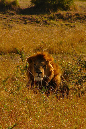Masai Mara