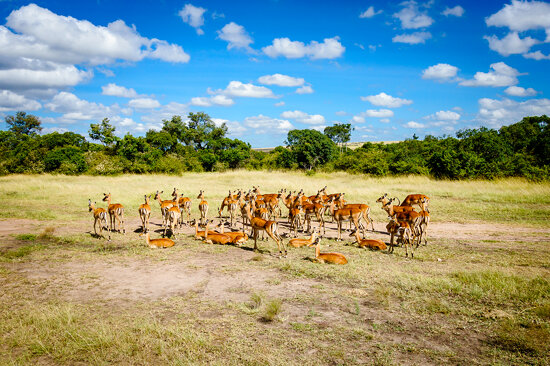 Impala herd