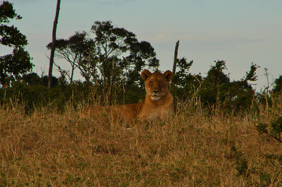 Lejonhona  (Simba) i skymningen, Masai Mara National Reserve