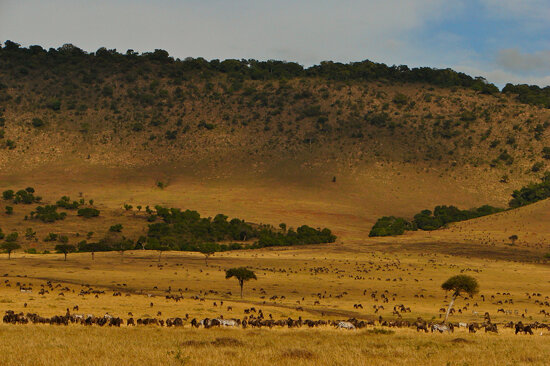 Som synes bor det massor av zebror och gnuer i Masai Mara National Reserve