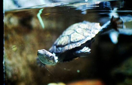 Eastern long-necked turtle