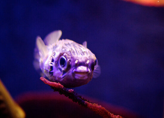 Pufferfish