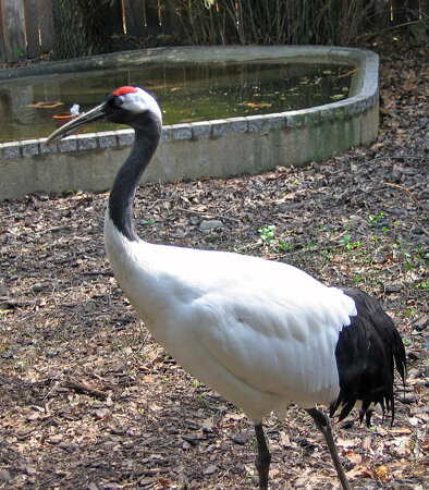 Pittsburgh PA: National Aviary: Crane