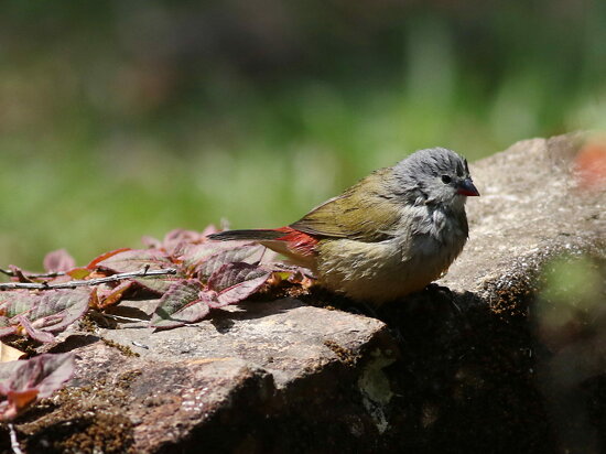 Yellow-bellied waxbill, Estrilda quartinia, Vumba National Botanical Garden, Zimbabwe