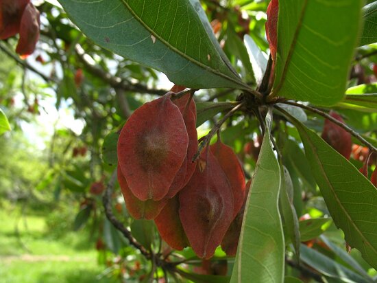 National Botanic Garden (Zimbabwe)