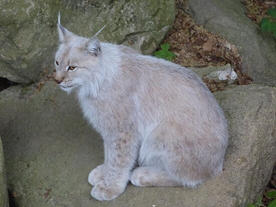 Europäischer Luchs &quot;Veli&quot; (1,0)