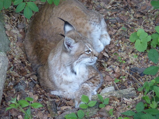 Europäischer Luchs &quot;Leonie&quot; (0,1)