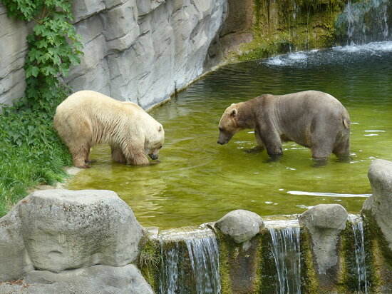 Hybridbär (Eisbär x Europäischer Braunbär) &quot;Tips&quot; (0,1) &amp; &quot;Taps&quot; (1,0)
