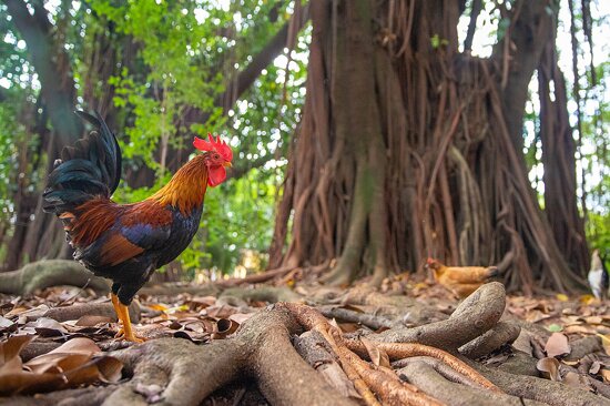 Parque da Água Branca