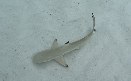 Baby Shark, do do duh do do do