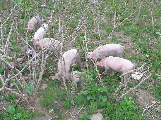 Pigs in the yuca fields.