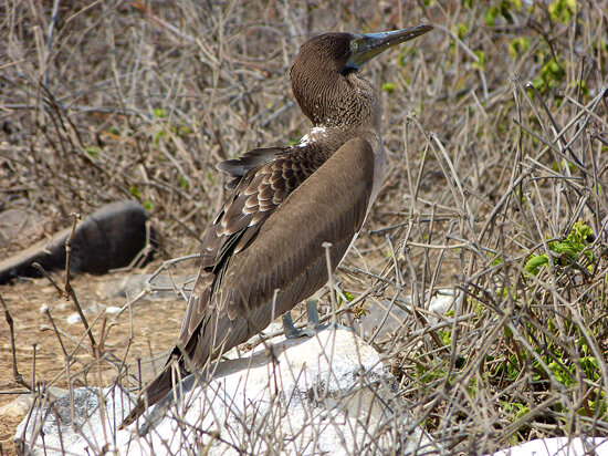 Nazca Boobie juvenile