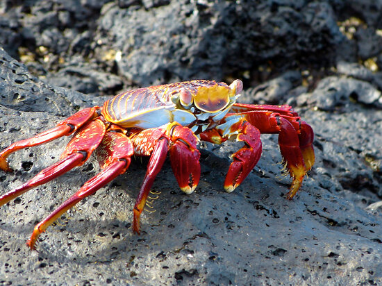 Sally Lightfoot Crab