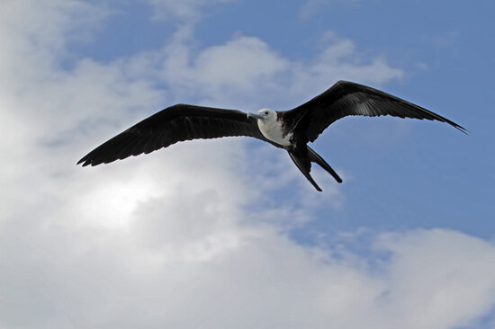Immature Frigatebird (Fregata minor) in flight