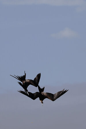 Two Frigatebirds (Fregata minor) fighting over food.