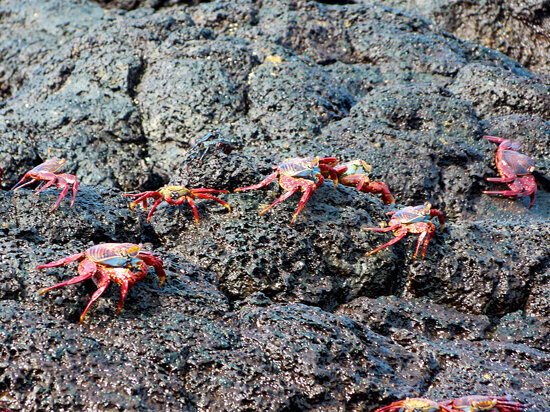 Group of Sally Lightfoot Crabs