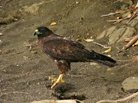 Galapagos Hawk &amp; Prey 2
