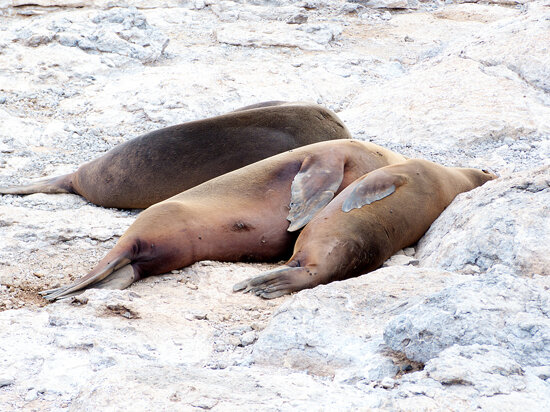 Sea Lions asleep