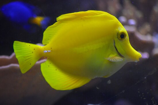 Ripley's Aquarium of Canada