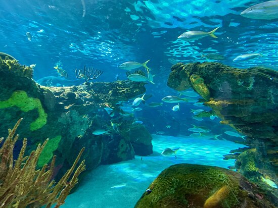 Ripley&#039;s Aquarium of Canada