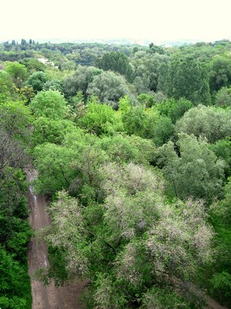 Rose Valley, Chișinău