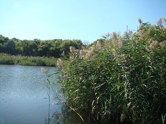 Rose Valley, Chișinău