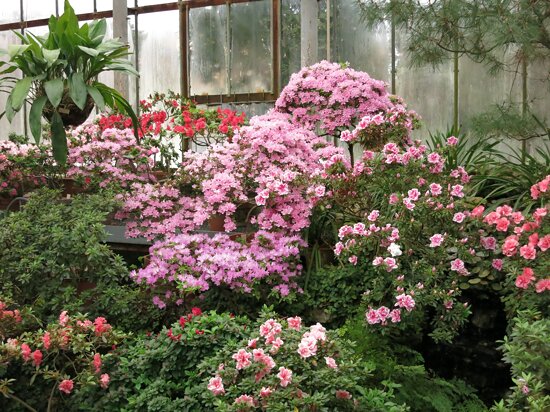 Saint Petersburg Botanical Garden