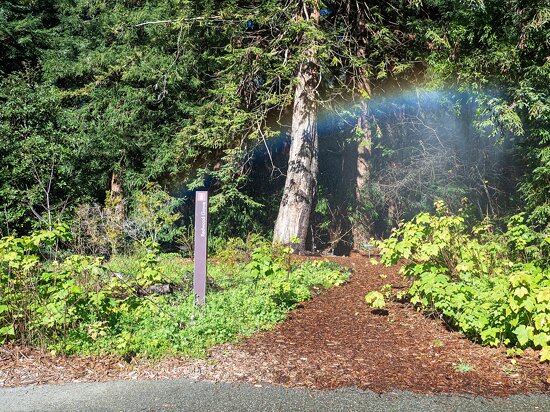 San Francisco Botanical Garden