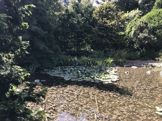 San Francisco Botanical Garden