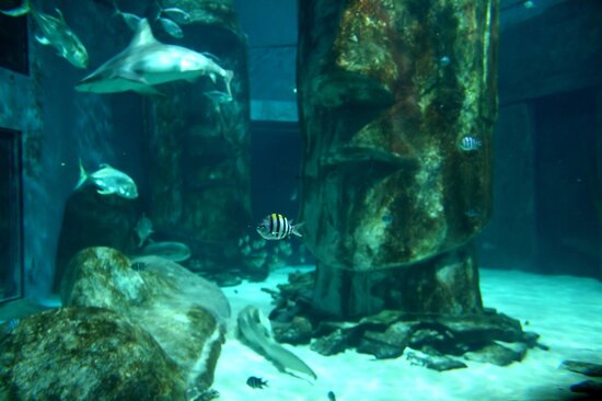 Sea Life London Aquarium