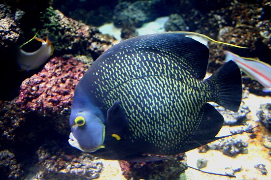 Sea Life London Aquarium