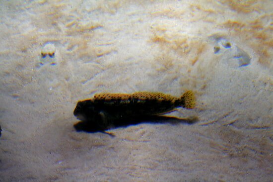 Sea Life London Aquarium