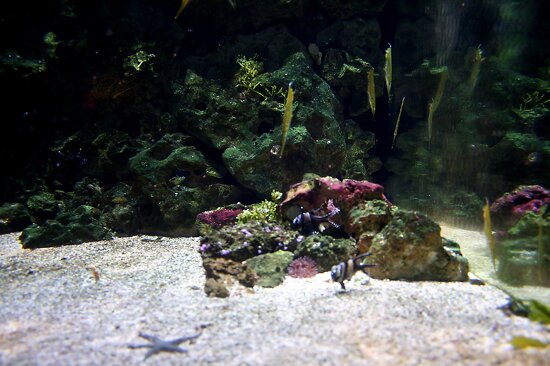 Sea Life London Aquarium