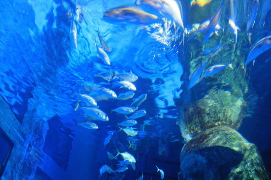 Sea Life London Aquarium