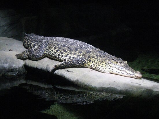 Sea Life London Aquarium